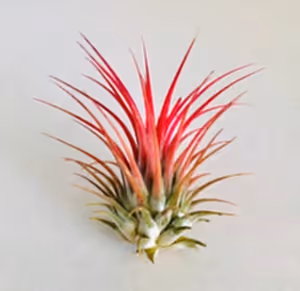 Tillandsia Ionantha red - air plant - Cambridge Bee
