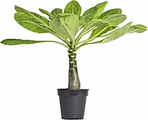Brighamia Insignis - Hawaiian Palm - Cambridge Bee