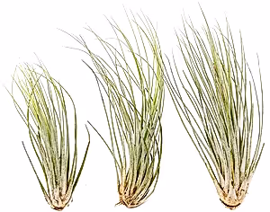 Tillandsia Juncea - air plant - Cambridge Bee