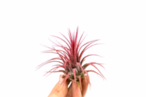 Tillandsia Ionantha red - air plant - Cambridge Bee