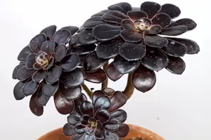 Tree Houseleek Aeonium plant - Hardy Succulent Aeonium Arboreum  in 14cm pot - Cambridge Bee