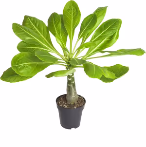Brighamia Insignis - Hawaiian Palm - Cambridge Bee