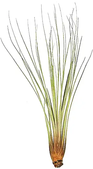 Tillandsia Juncea - air plant - Cambridge Bee