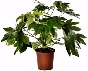Fatsia Japonica Outdoor Large Castor Oil Plant Hardy Perennial Shrubs Tall Garden Plants Evergreen Foliage Ready to Plant for Pots 1 x 12cmpot - Cambridge Bee
