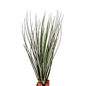 Tillandsia Juncea - air plant - Cambridge Bee
