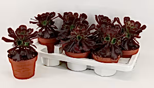 Tree Houseleek Aeonium plant - Hardy Succulent Aeonium Arboreum  in 14cm pot - Cambridge Bee