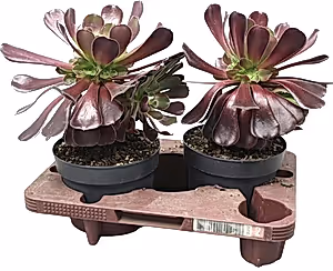 Tree Houseleek Aeonium plant - Hardy Succulent Aeonium Arboreum  in 14cm pot - Cambridge Bee