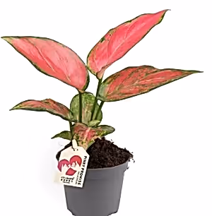 Rare Aglaonema Pink - Chinese Evergreen in 6 cm pot - Cambridge Bee