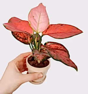 Rare Aglaonema Pink - Chinese Evergreen in 6 cm pot - Cambridge Bee