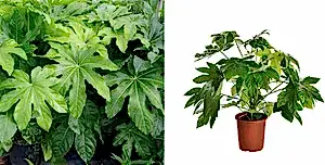 Fatsia Japonica Outdoor Large Castor Oil Plant Hardy Perennial Shrubs Tall Garden Plants Evergreen Foliage Ready to Plant for Pots 1 x 12cmpot - Cambridge Bee