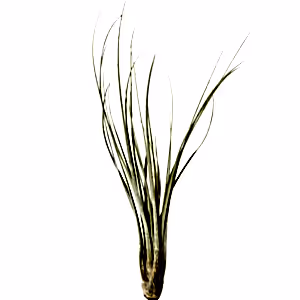 Tillandsia Juncea - air plant - Cambridge Bee