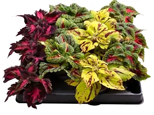 3X mix colours Coleus plants in 6cm pots - Cambridge Bee