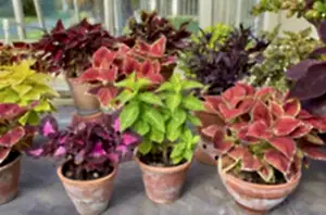 3X mix colours Coleus plants in 6cm pots - Cambridge Bee