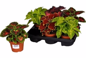 3X mix colours Coleus plants in 6cm pots - Cambridge Bee