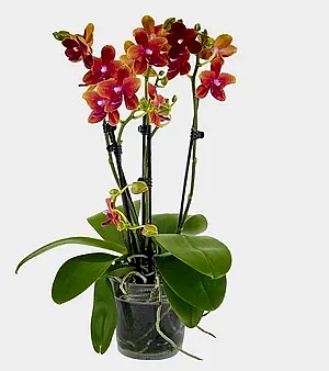 Scented Phalaenopsis Orchid Plant Bolgheri 2br - Orange Blooms in 12 cm Pot 45 cm Height - Cambridge Bee