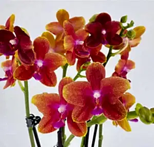 Scented Phalaenopsis Orchid Plant Bolgheri 2br - Orange Blooms in 12 cm Pot 45 cm Height - Cambridge Bee