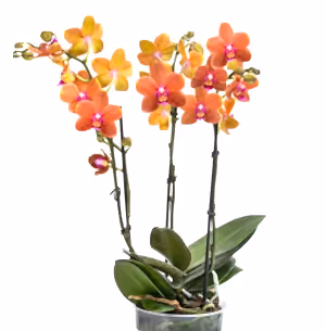 Phalaenopsis Orchid Plant - Orange Blooms Variety Paprika SPECTACULAR BLOOMS - Real Live in 12 cm Pot - Cambridge Bee