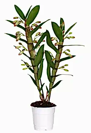Dendrobium  Nobile Sunny  Eye Orchid Plant in 12 cm pot 65 cm height - Cambridge Bee