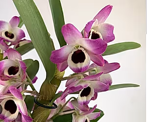 Dendrobium  Nobile Sunny  Eye Orchid Plant in 12 cm pot 65 cm height - Cambridge Bee