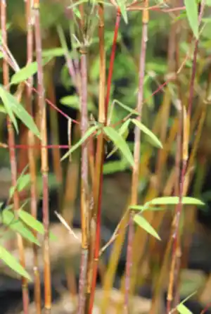 Red Dragon Bamboo or Dragon's Head Bamboo - Live Clumping Bamboo Plant - Cold-Hardy & Drought-Tolerant - 10cm pot 25 cm tall - Cambridge Bee