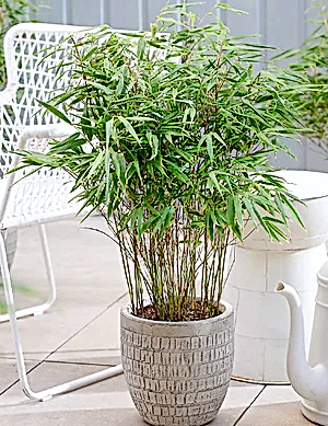 Red Dragon Bamboo or Dragon's Head Bamboo - Live Clumping Bamboo Plant - Cold-Hardy & Drought-Tolerant - 10cm pot 25 cm tall - Cambridge Bee