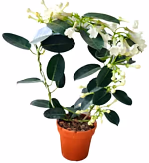 Stephanotis Floribunda - Madagascar Jasmine - Cambridge Bee