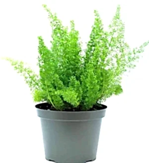 Asparagus Foxtail Fern - Cambridge Bee