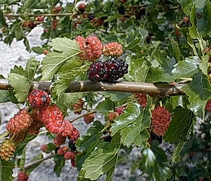 Mulberry bush Morus Alba - variety Giant Fruit - in 15cm pot - 45-50cm height - Cambridge Bee