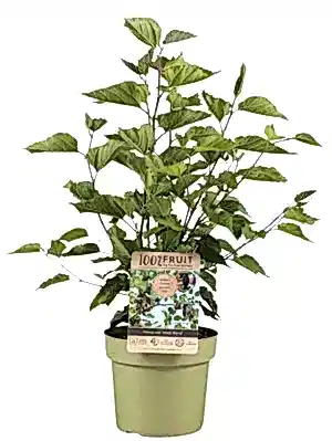 Mulberry bush Morus Mojo - variety Giant Fruit - in 15cm pot - 45-50cm height (Copy) - Cambridge Bee