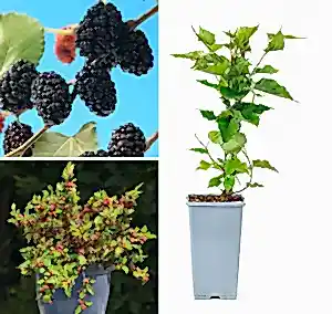 Mulberry bush Morus Mojo - variety Giant Fruit - in 15cm pot - 45-50cm height (Copy) - Cambridge Bee