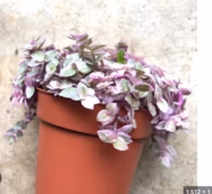 Callisia rosato - Pink Lady or Callisia Pink Panther in 6 cm pot - Cambridge Bee