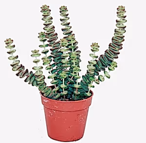 Crassula Hottentot special Jade Necklace Crassula rupestris  Plant Succulent | in 11 cm pot - Cambridge Bee