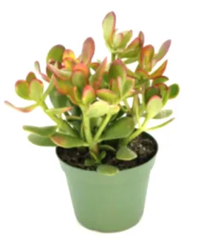 Crassula ovata Sunset- Golden Jade Tree or Hobbit Jade Plant Succulent in 12 cm pot - Cambridge Bee