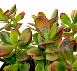 Crassula ovata Sunset- Golden Jade Tree or Hobbit Jade Plant Succulent in 12 cm pot - Cambridge Bee