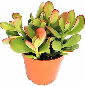 Crassula ovata Sunset- Golden Jade Tree or Hobbit Jade Plant Succulent in 12 cm pot - Cambridge Bee