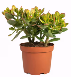 Crassula ovata Sunset- Golden Jade Tree or Hobbit Jade Plant Succulent in 12 cm pot - Cambridge Bee