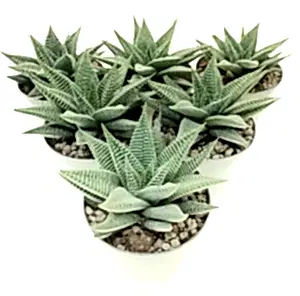 Haworthia spider white in 12 cm pot - Cambridge Bee