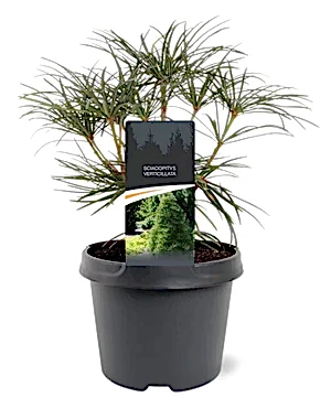 Sciadopitys verticillata - Japanese umbrella pine ⌀19cm - Cambridge Bee