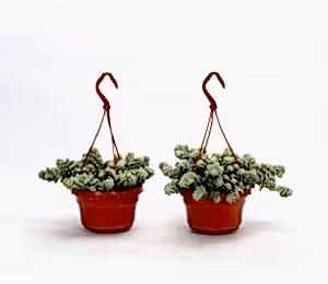 Sedum Burrito ⌀15cm - Cambridge Bee