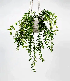 Hoya Bella in hanging pot - Cambridge Bee