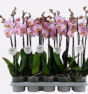 Phalaenopsis Orchid Pink  2br Plant real orchid in 12 cm pot 60 cm - Cambridge Bee