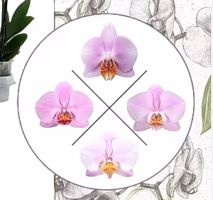 Phalaenopsis Orchid Pink  2br Plant real orchid in 12 cm pot 60 cm - Cambridge Bee
