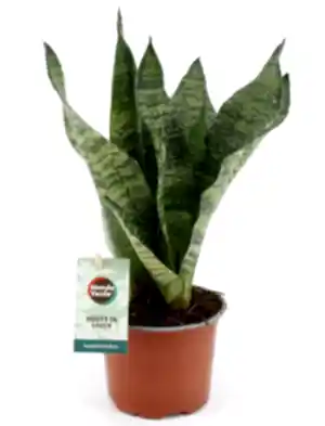 Sansevieria Trifasciata Black Coral in 12 cm pot - Cambridge Bee