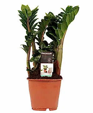 Zamioculcas Zenzi - Cambridge Bee