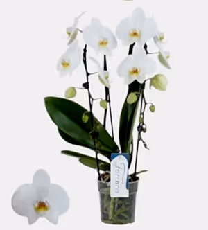Real Live Phalaenopsis orchid Multi White Cascade  12Ø 45 cm 1-2 stem  flowering plant - Cambridge Bee