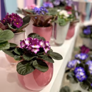 3 x Saintpaulia - African Violets - Cambridge Bee