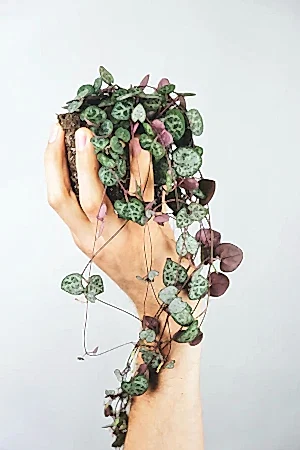 Ceropegia Woodii - String of hearts ⌀8cm - Cambridge Bee