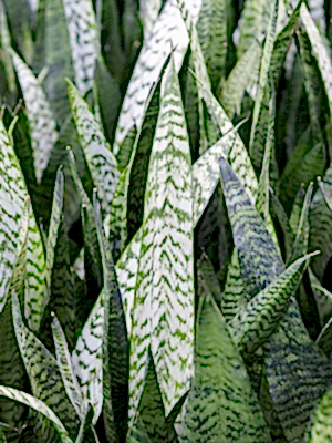 Sansevieria zeylanica - Cambridge Bee