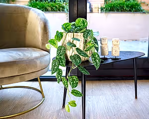 Scindapsus Pictus Argyraeus - Satin Pothos ⌀12cm - Cambridge Bee