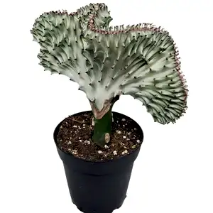 Euphorbia Lactea Cristata - Coral Cactus white - Cambridge Bee